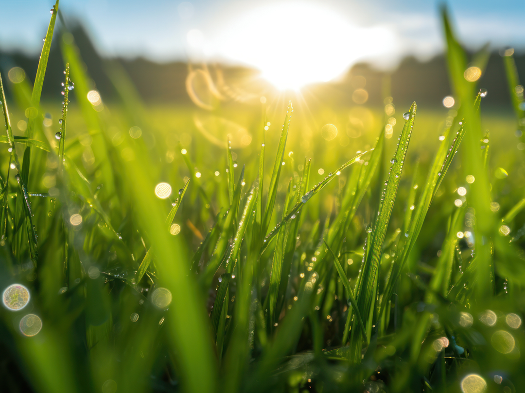 Image of grass covered in dew with the sun shining.